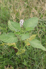 Heliotropium indicum, commonly known as Indian heliotrope on jungle