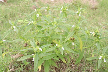 Leucas zeylanica plant on farm for harvest