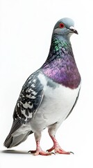Obraz premium Pigeon isolated on white background