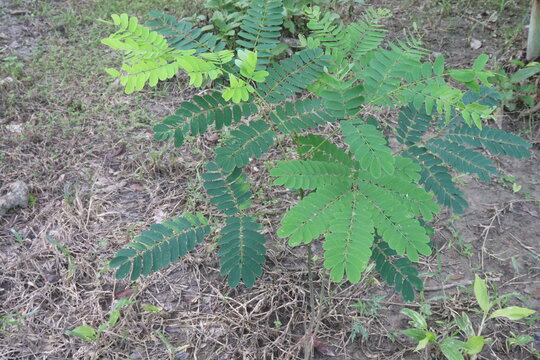 Albizia lebbeck flower plant on nursery