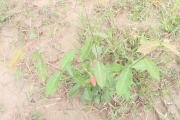 Ichnocarpus frutescens medicinal plant on forest