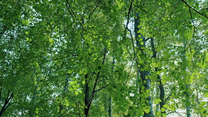 Fototapeta premium Beautiful Sunlight In Forest. Deciduous Trees In A Mixed Forest In Summer Season. Concept Nature Or Oxygen, Climate Change. Slow motion.