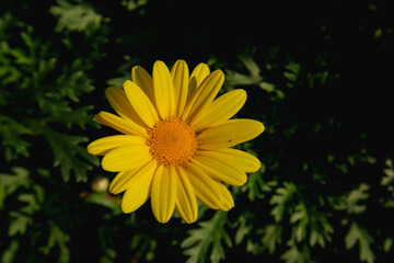 Yellow daisy flower in the garden looks beautiful