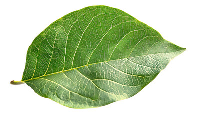 Obraz premium Green pear leaf isolated on transparent background