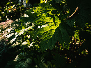 Plant leaves in the garden