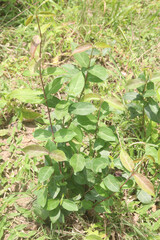 Ichnocarpus frutescens medicinal plant on forest