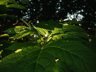 Plant leaves in the garden