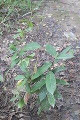 Ichnocarpus frutescens medicinal plant on forest