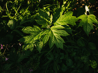 Plant leaves in the garden