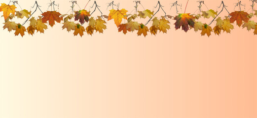 autumn leaves background, autumn leaves hanging on soft pastel background, autumn leaves frame, autumn leaves border
