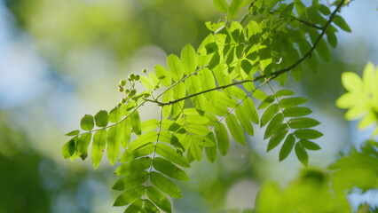 Fototapeta premium Beautiful Summer Morning In Forest. Moving In Summer Forest. Beautiful Sunny Morning In Green Forest. Green Trees In Forest.