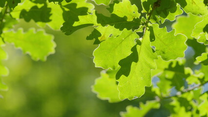 Oak Leaves And Pine Branches Against Blue Sky. Bright Green Leaf In Spring Nature. Green Oak Foliage In Sunny Weather In Spring Park. Slow motion.