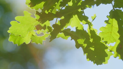 Young Green Oak Leaves In Sun. Small Leaves Tree Waving At Blue Sky Background With Natural Air Pressure. Travel Vacation Nature Concept. Slow motion.