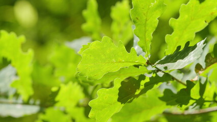 Calm Healing Footage. Sun Shines Through Foliage. Spring Oak Leaves On A Dark Background. Summer Wood. Oak Foliage And Flowers In Spring Season. Steadicam Shot.