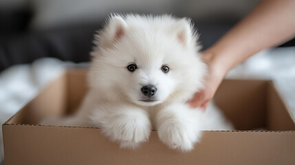A Samoyed puppy sits in a box, showing off his cute fur and playful personality.