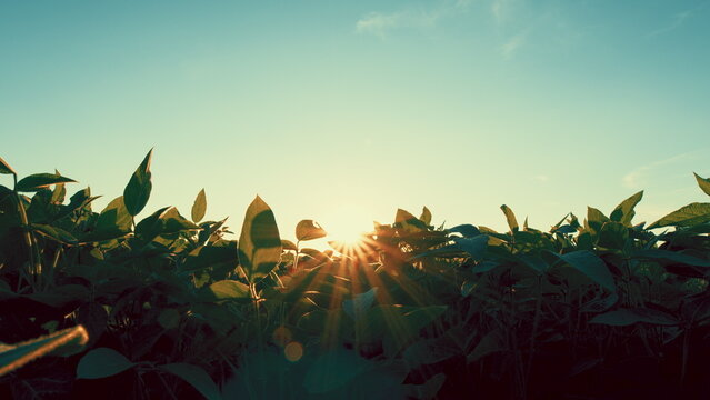 Soybean Field Ripening At Spring Season. Green Soybean Sprouts Growing On A Large Field. Agrarian Business.