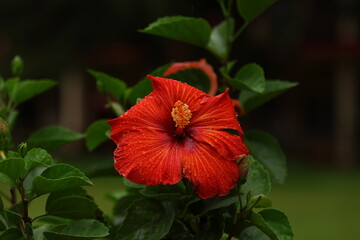 The leaves are alternate, ovate to lanceolate [citation needed], often with a toothed or lobed margin (dentate). The flowers are large, conspicuous [citation needed], trumpet-shaped, with five or more
