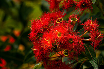 Red flowering gum tree flowers (corymbia ficifolia 'Wildfire') after rain