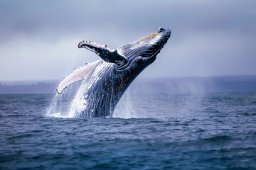 Fototapeta premium Fantastically beautiful majestic huge whale in ocean
