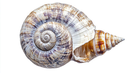 Detailed close-up of a large, spiral shell resting on a white surface in soft lighting