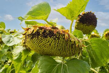 Sunflower fields close-up before harvest.