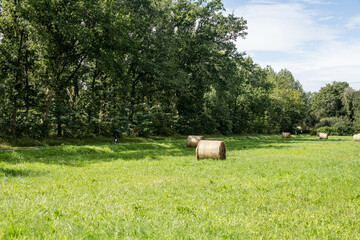 Haystacks in a tree-lined meadow