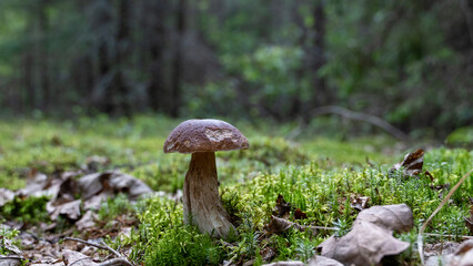 Beautiful mushrooms in a forest clearing