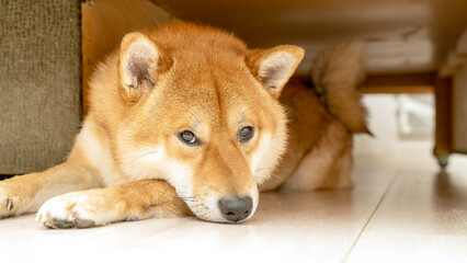 Shiba Inu dog lies under the sofa
