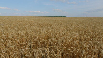 Fototapeta premium Fertile Soil. Agriculture Farm Healthy Food Concept. Ears Of Ripe Wheat Sway In Wind At Sunset. Agricultural Field Of Golden Ripe Wheat Ears.