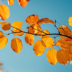 Obraz premium Cluster of yellow leaves against a clear blue sky, capturing the essence of a perfect autumn day.
