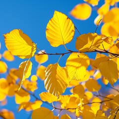 Cluster of yellow leaves against a clear blue sky, capturing the essence of a perfect autumn day.