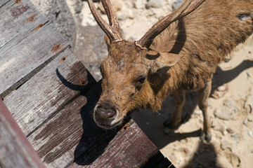 Fototapeta premium A deer in Menjangan island beach, Bali