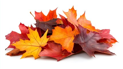 Fototapeta premium Vibrant Autumn Foliage Display of Colorful Maple Leaves on White Background
