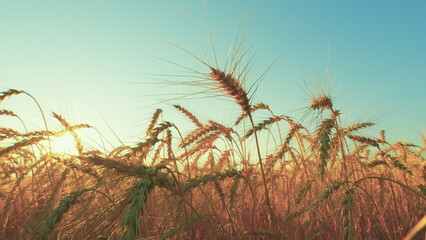 Agricultural Agrarian Field Of Industrial Cultivation. Wind Shakes Ear. Flying Over Ears Of Wheat...
