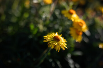 soft gentle flowers field glate sun bloom spring nature 