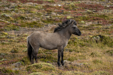 Obraz premium Icelandic horse, autumn season, Iceland