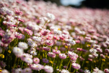 soft gentle flowers field glate sun bloom spring nature  © LightItUp