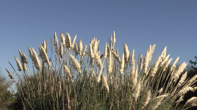Buisson d'herbe de pampas, en gros plan