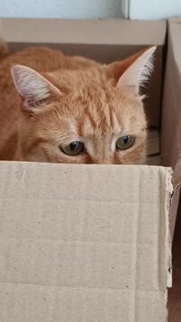 gros plan sur un chat roux assis dans un carton