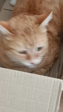 gros plan sur un chat roux assis dans un carton