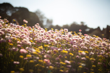 soft gentle flowers field glate sun bloom spring nature  © LightItUp