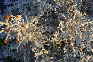 Obraz premium Jacobaea maritima, commonly known as silver ragwort. Top view.Place for text.