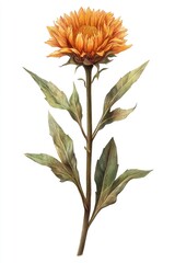 Sunflower on Stem