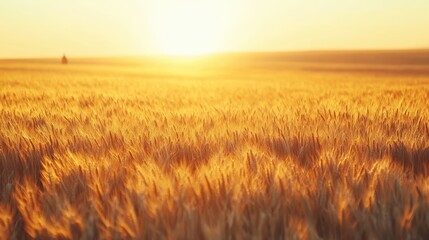 Obraz premium Golden Wheat Field Under a Bright Sunset Horizon