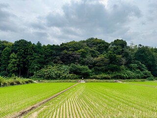 rice field