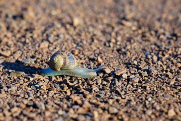 Closeup of snail navigating slowly over dry ground
