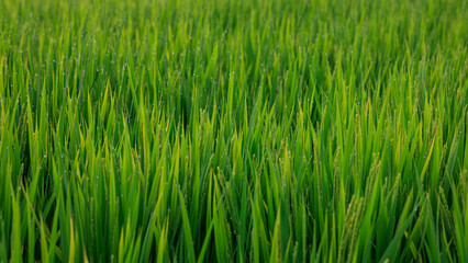 Blades of green grass and rice in field before harvest