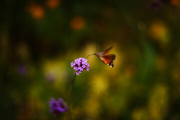 Hawkmoth drinks nectar from a flower.