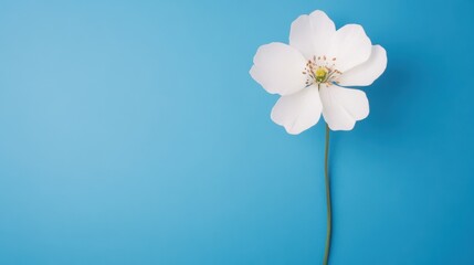 Obraz premium This elegant white flower blooms serenely on a soft blue backdrop, highlighting its intricate details and natural charm
