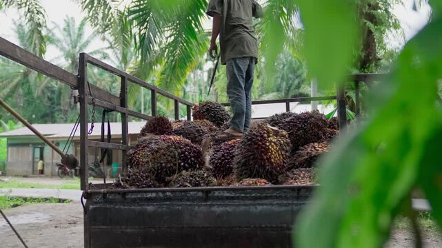 Workers activities on oil palm plantations
